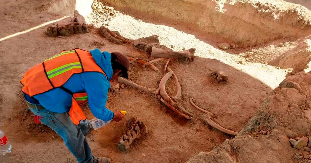 Stays of 60 Mammoths Present an explanation for in Mexico