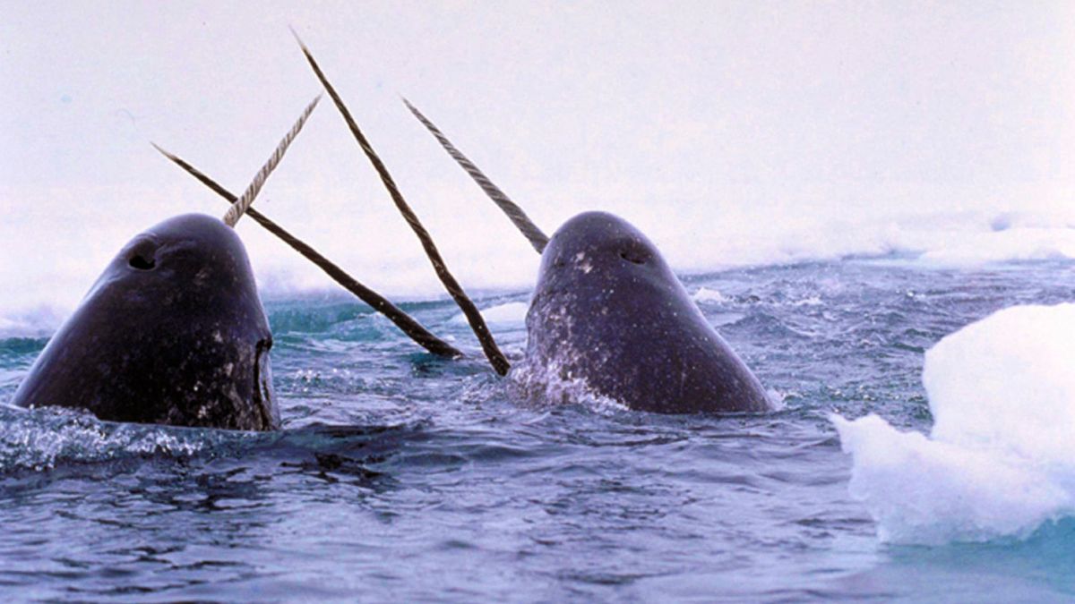 Scientists Document Most incessantly Heard Sounds Made by Narwhals
