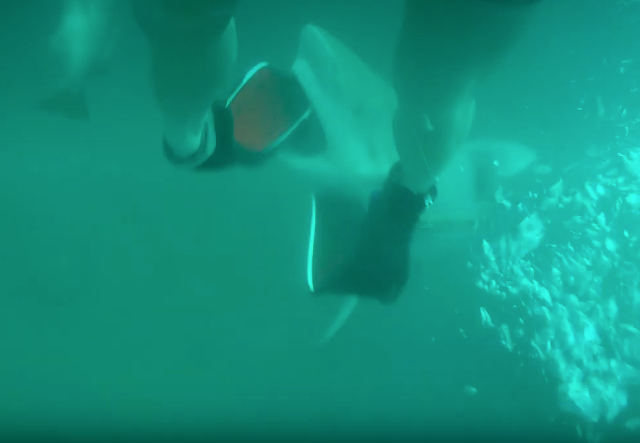 Surprise!: Bull Shark Bites Spearfisherman’s Flipper Off
