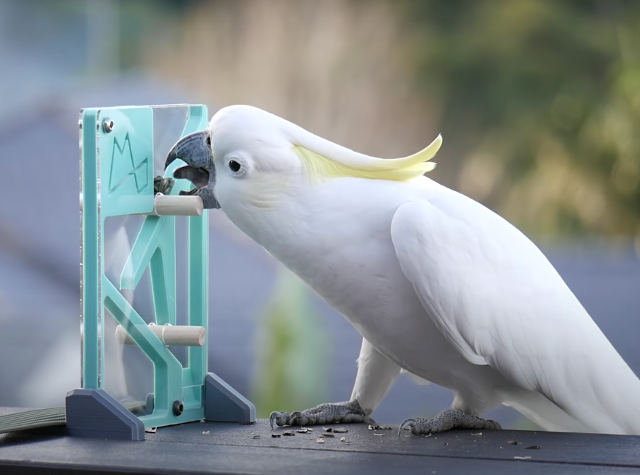 Wild Cockatoos Attempt To Solve 3D Puzzle For Seed Reward