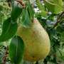 Effects of potassium fertilization in pear timber