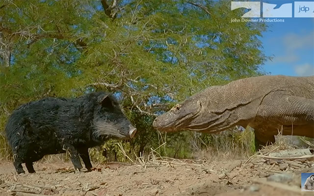 Spying on komodo dragons with a robotic pig