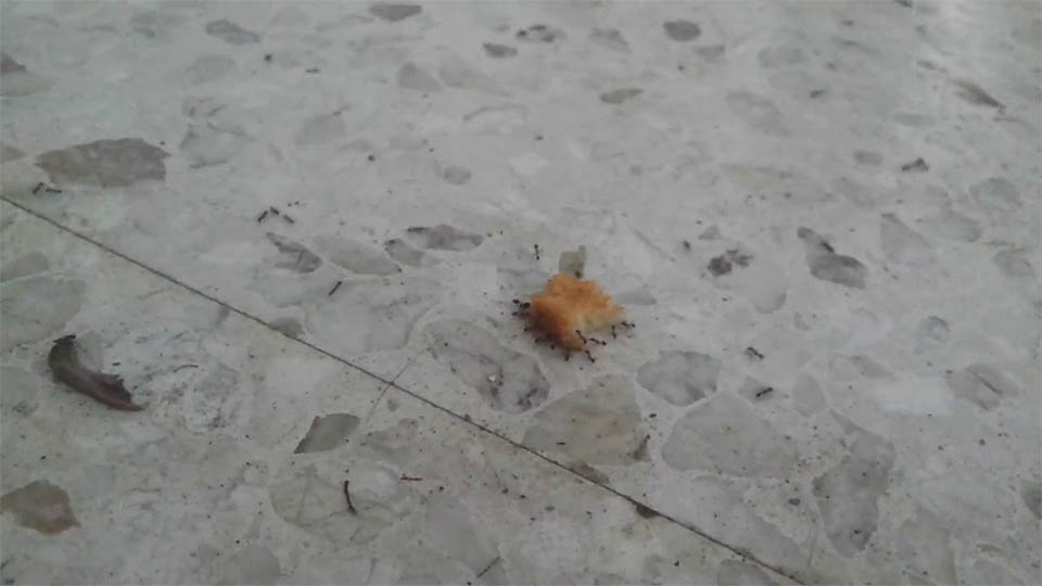 Ants running off with a rooster nugget
