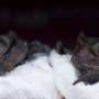 A brand unique social aim for echolocation in bats that hunt together