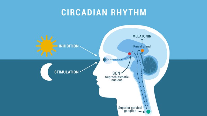 Circadian Rhythm Changes Linked to Future Parkinson’s Possibility