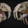 Remarkable saber-tooth predator from South The USA became no saber-tooth cat
