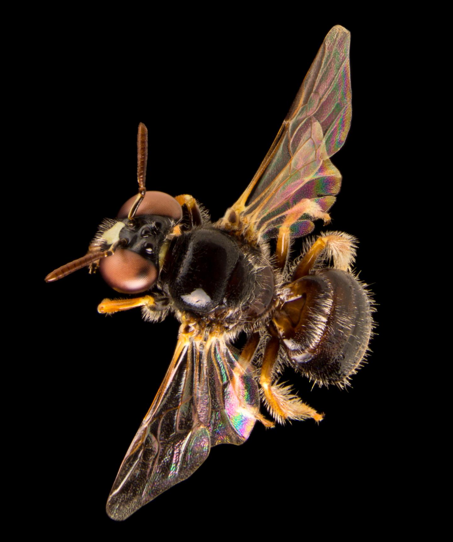Luxuriate in Aussie bees flew in from Asia