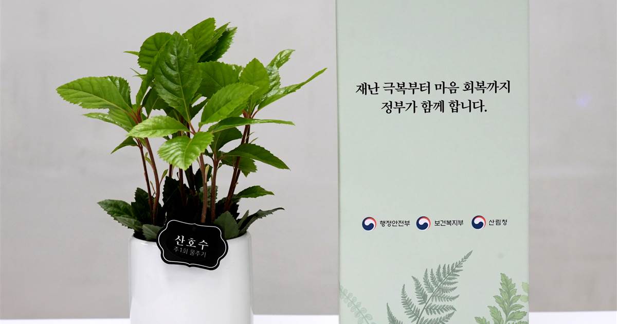 Seeds of happiness: South Korea fights coronavirus despair with ‘pet plants’