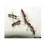 Serene stinging ant species might per chance possibly well trigger complications for Kentuckians