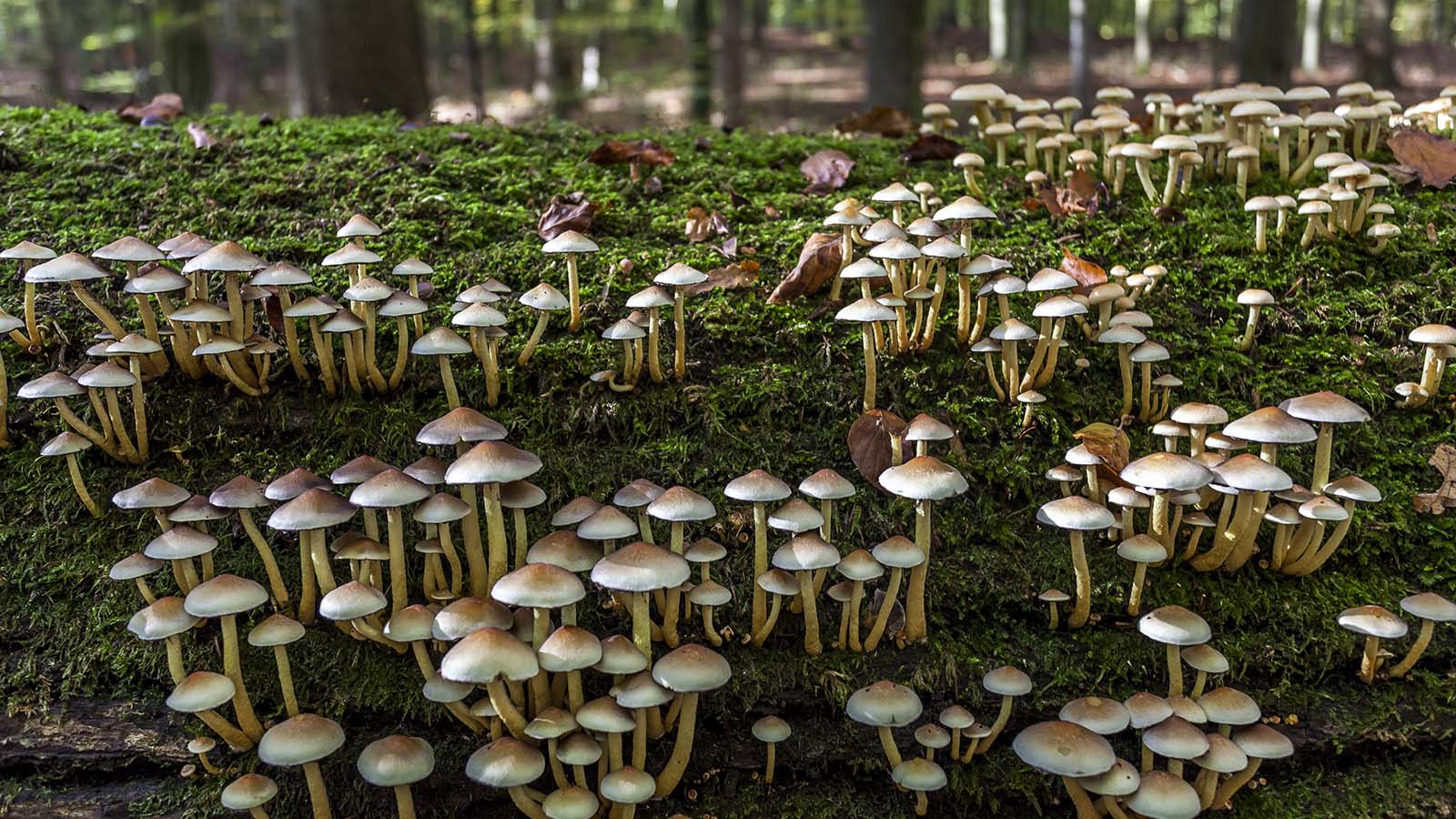 Can Mushrooms Surely Abet Assign the Planet?