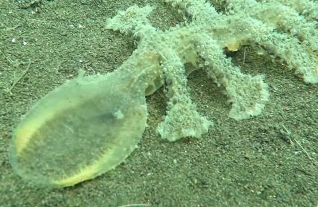 WTF Are You?: Freaky Deaky Predator Seaslug Involving The full lot In Its Path