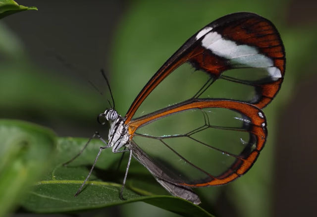 So Sight-Thru: A Video About The Glasswing Butterfly