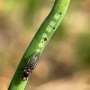Treatments examined for invasive pest on allium vegetation