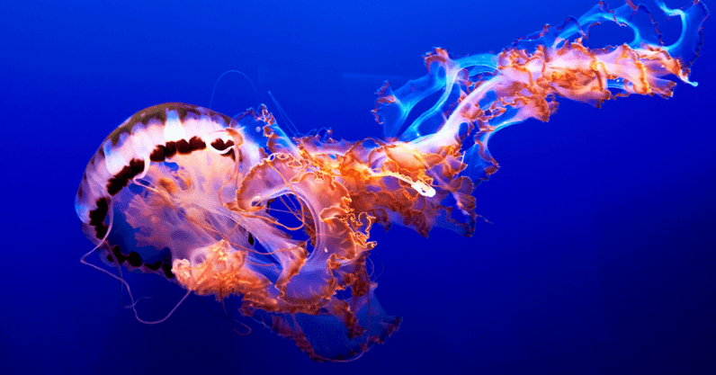 This jellyfish robotic can outswim its squishy animal cousin