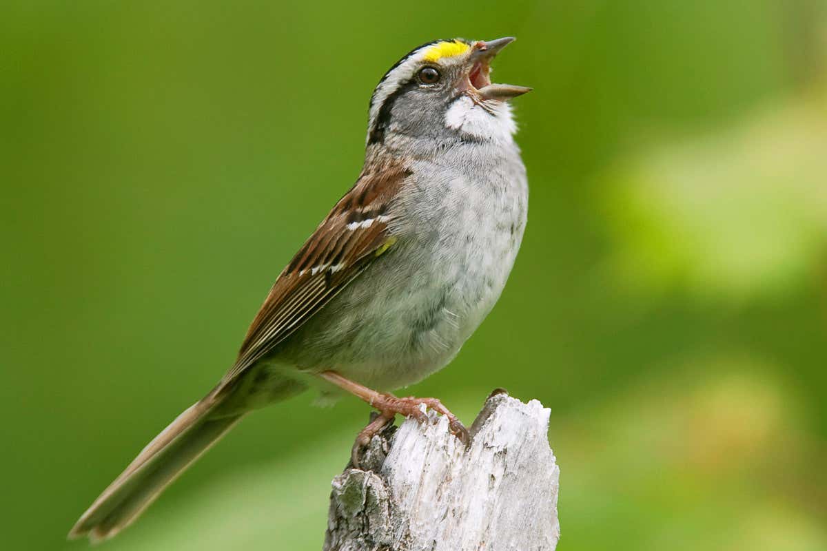 Canadian sparrows are ditching venerable songs for a contemporary tune