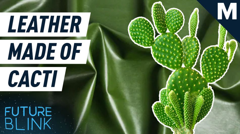 This leather-primarily based fully is constituted of cacti — Future Blink