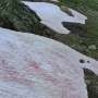 Crimson ice in Italy’s Alps sparks algae probe
