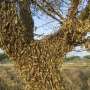 Crunch, crunch: Africa’s locust outbreak is worthy from over
