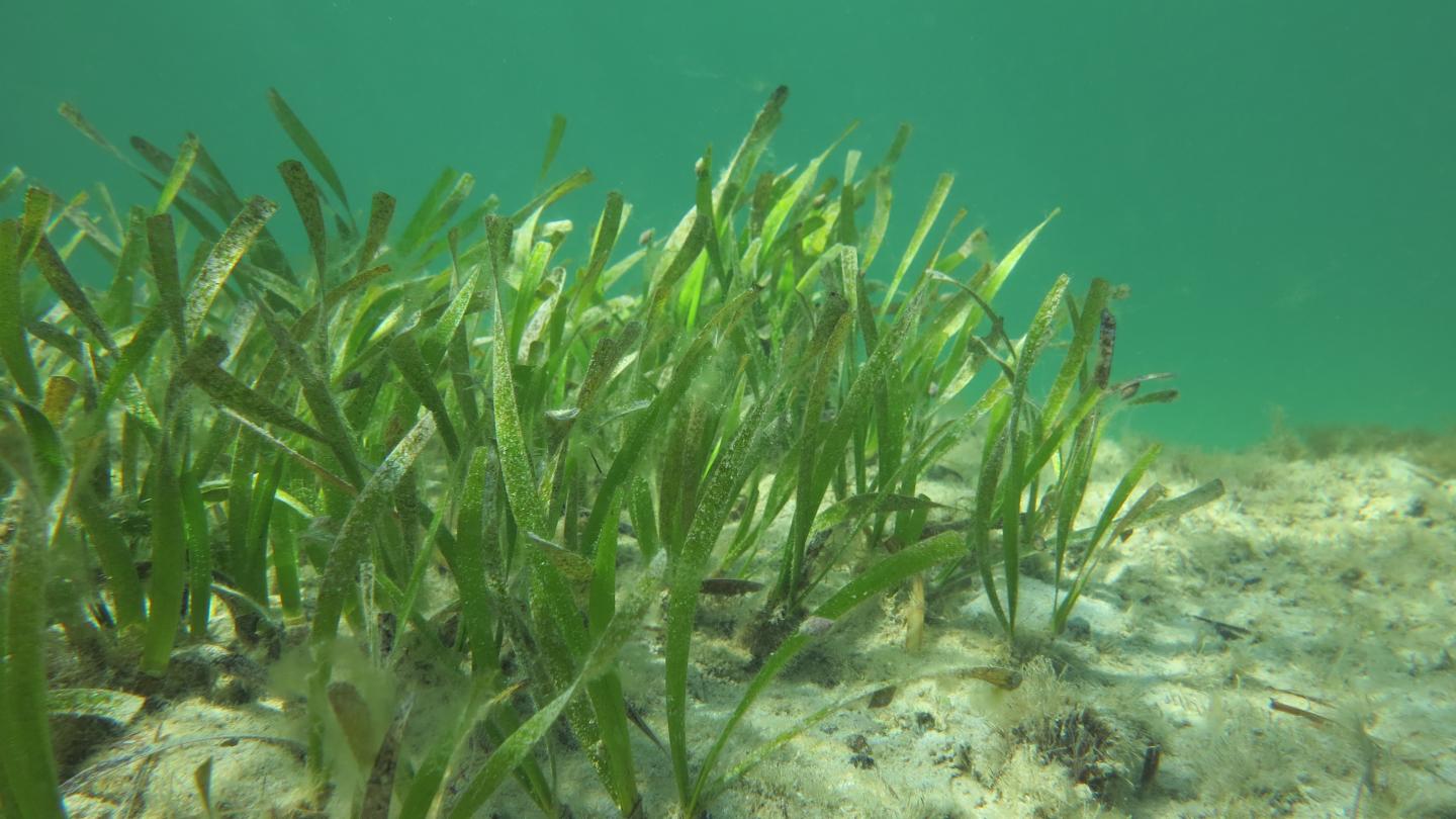 Novel stare sparks modern demand seagrass preservation