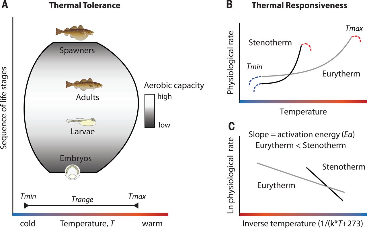 Thermal bottlenecks within the life cycle define climate vulnerability of fish
