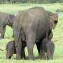 Sri Lanka rangers area likely uncommon minute one elephant twins