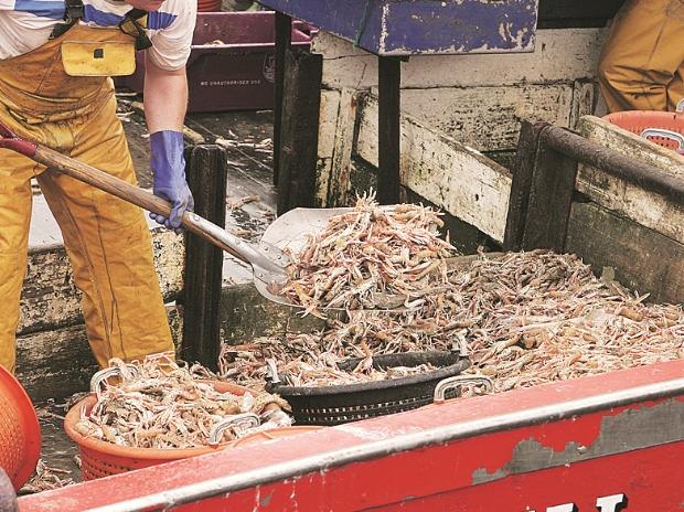 China suspends imports of Ecuador shrimp on Covid-19 pandemic threat