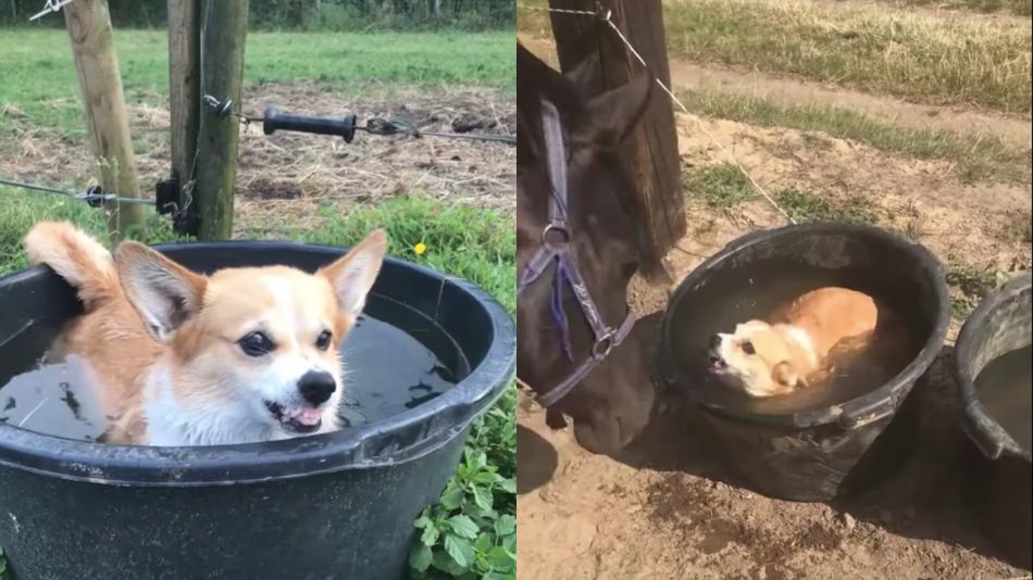 Aggro corgi defending her self-care routine is all of us in 2020