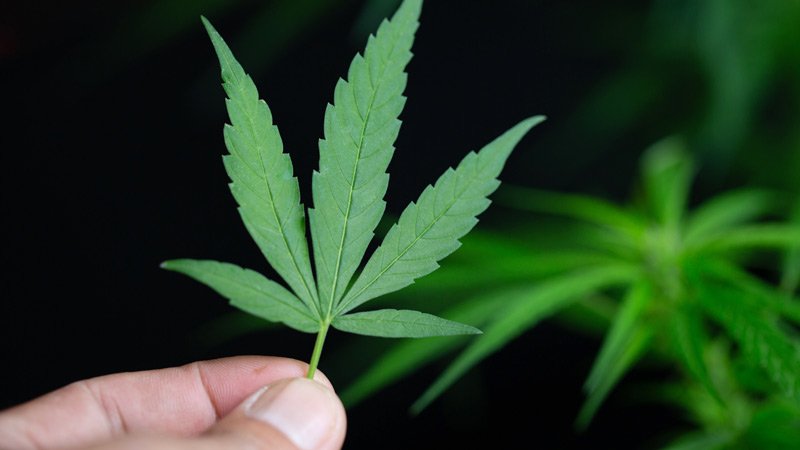 Contemporary Perception into Neurobehavioral Outcomes of Legalized Cannabis