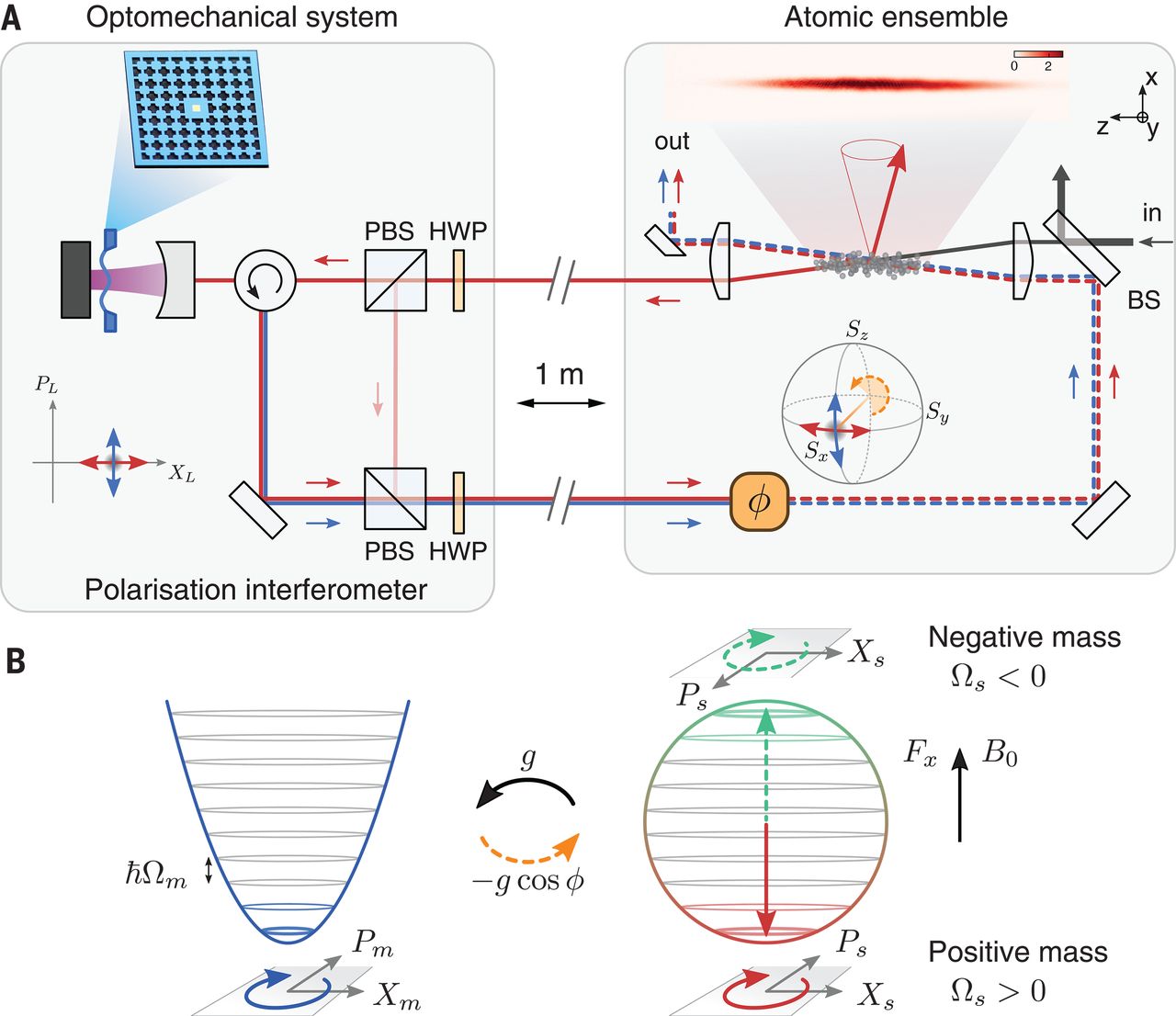 Gentle-mediated sturdy coupling between a mechanical oscillator and atomic spins 1 meter apart