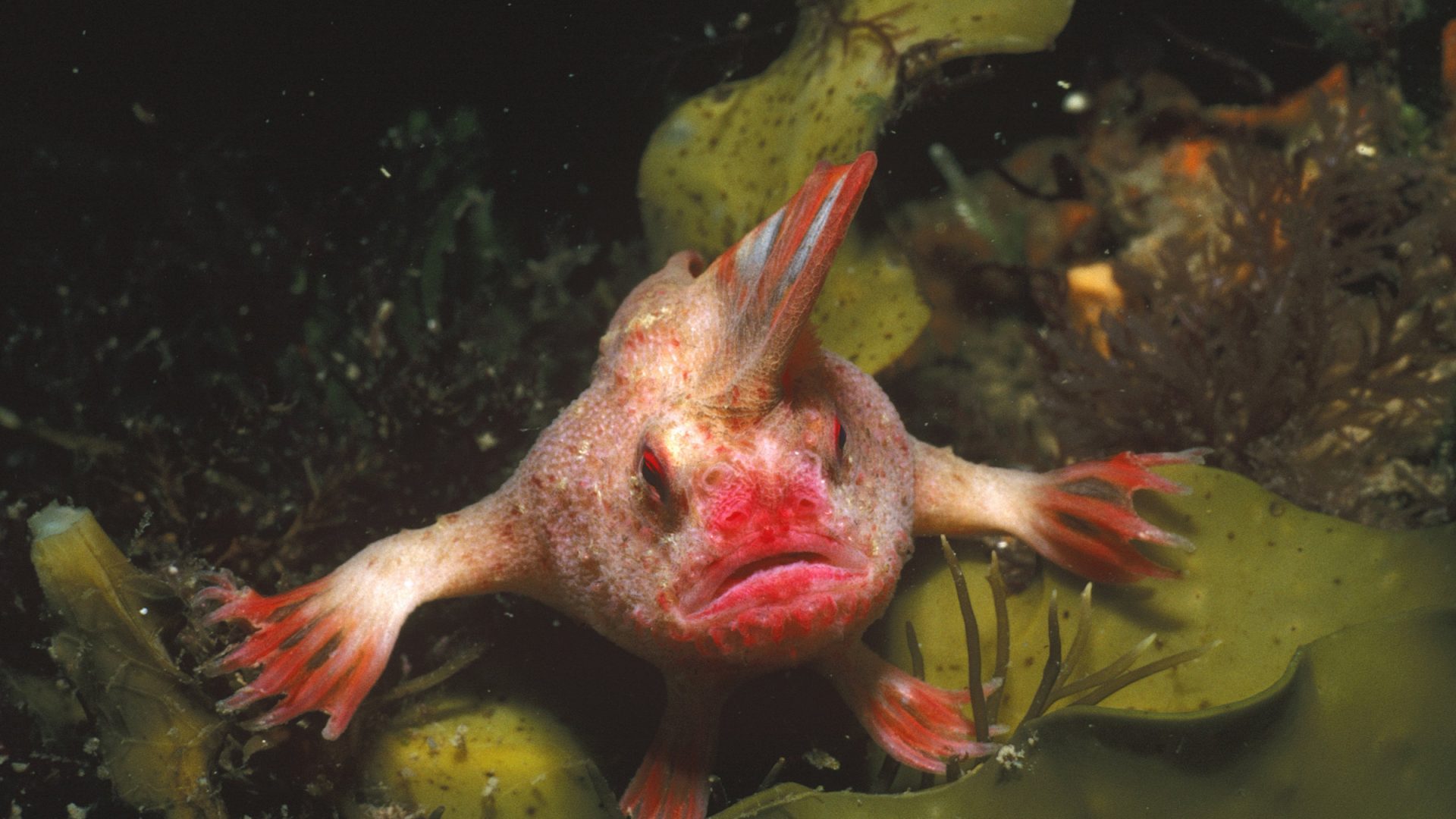 RIP, relaxed handfish. You had been extraordinary, and now you’re extinct.