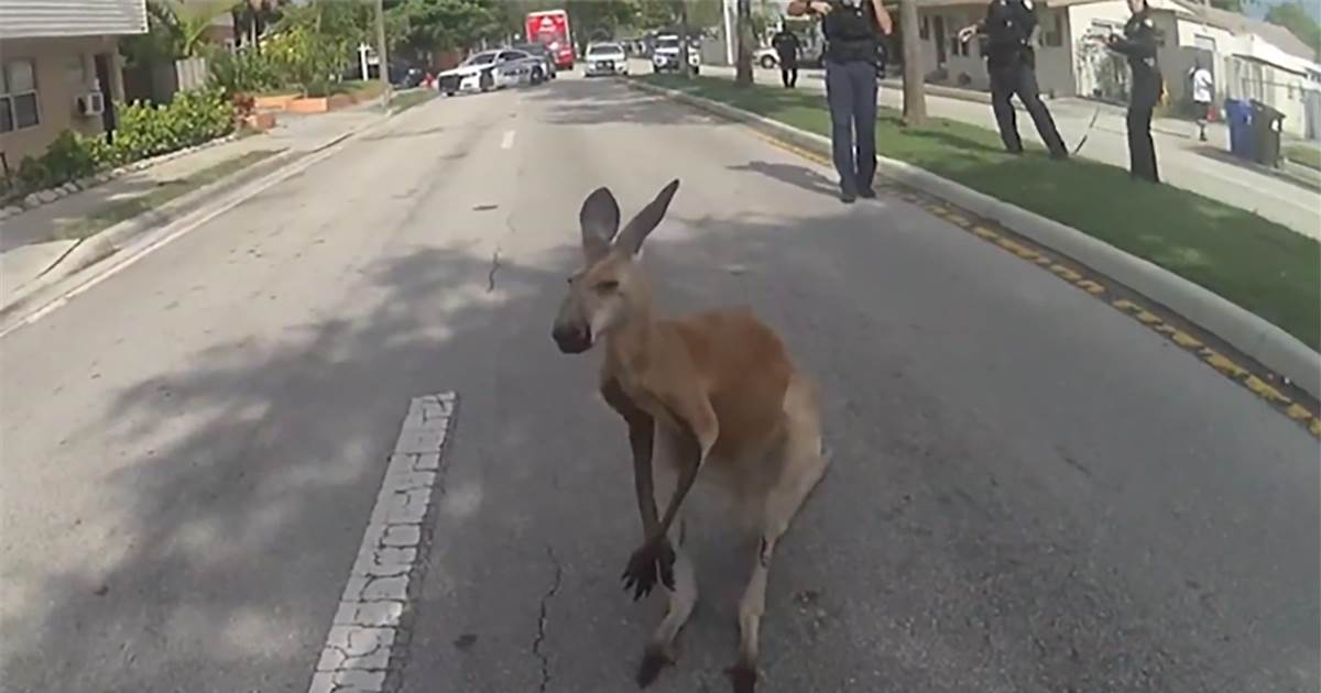 Gaze: Police purchase loose kangaroo hopping through Citadel Lauderdale