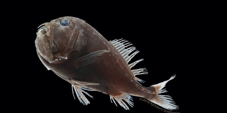 Scientists unlocked the secret of how these ultra-unlit fish have mild