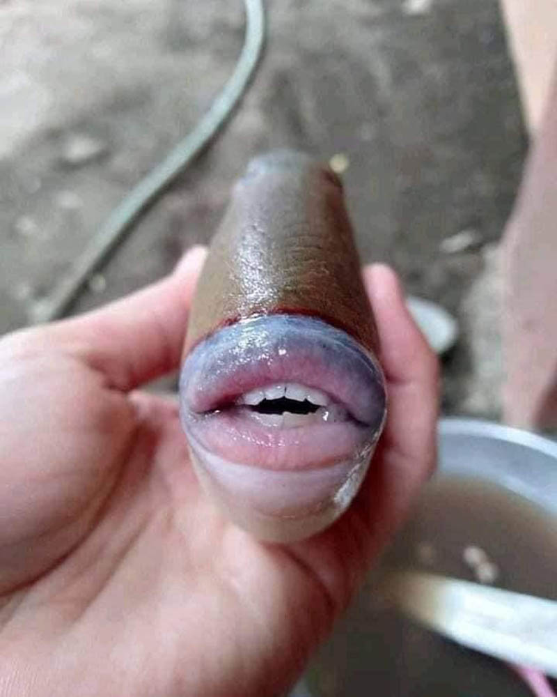Creepy fish caught in Malaysia with human-bask in mouth and teeth