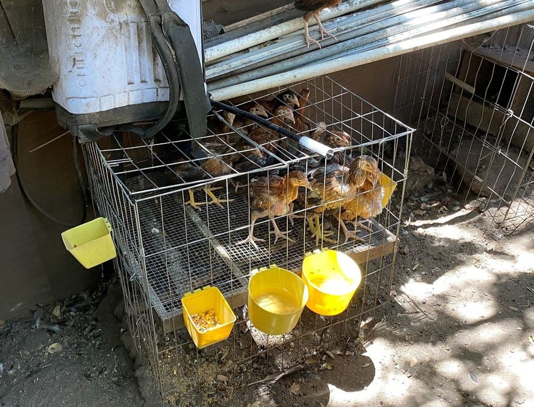 California authorities uncover better 2,000 to some,000 roosters in raid of alleged illegal cockfighting ring
