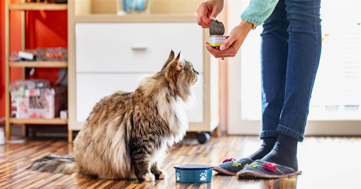 Store with veterinarians: Cat meals