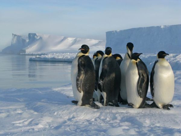 Poop stains considered from space uncover hidden colonies of Antarctic penguins