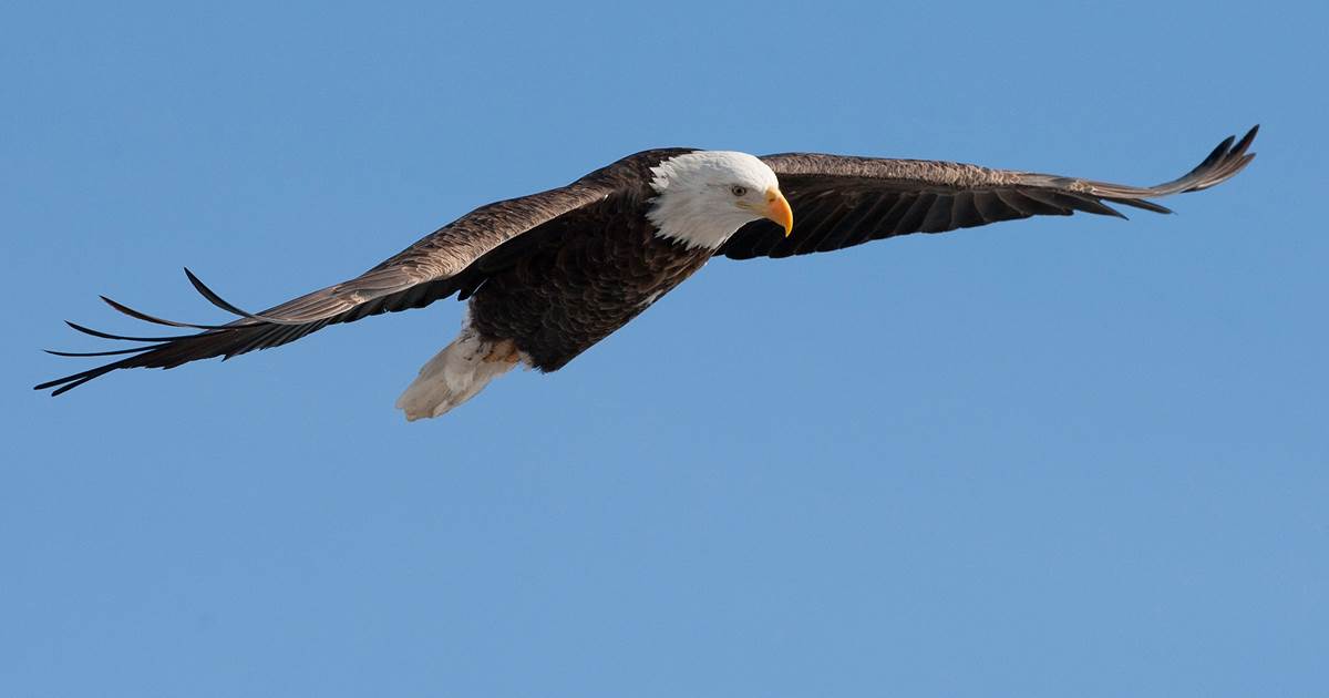 Bald eagle takes down executive drone