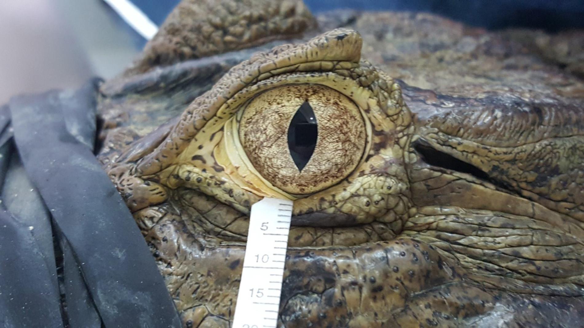 ‘Crocodile tears’ are surprisingly similar to our private