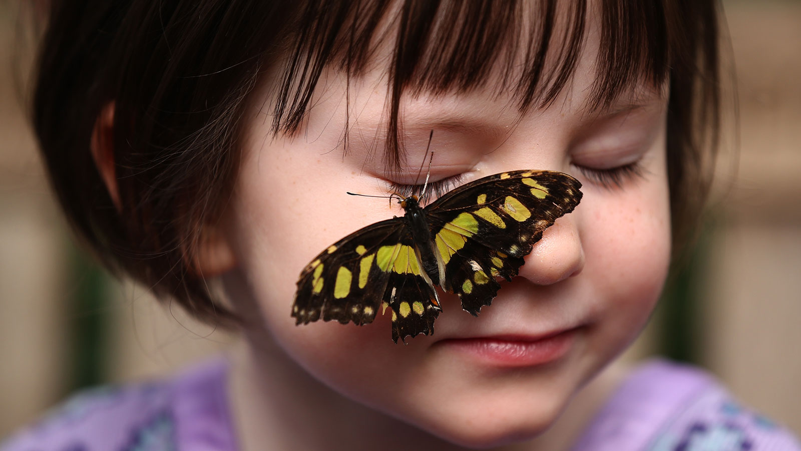 What Is the Butterfly Make and How Make We Misunderstand It?
