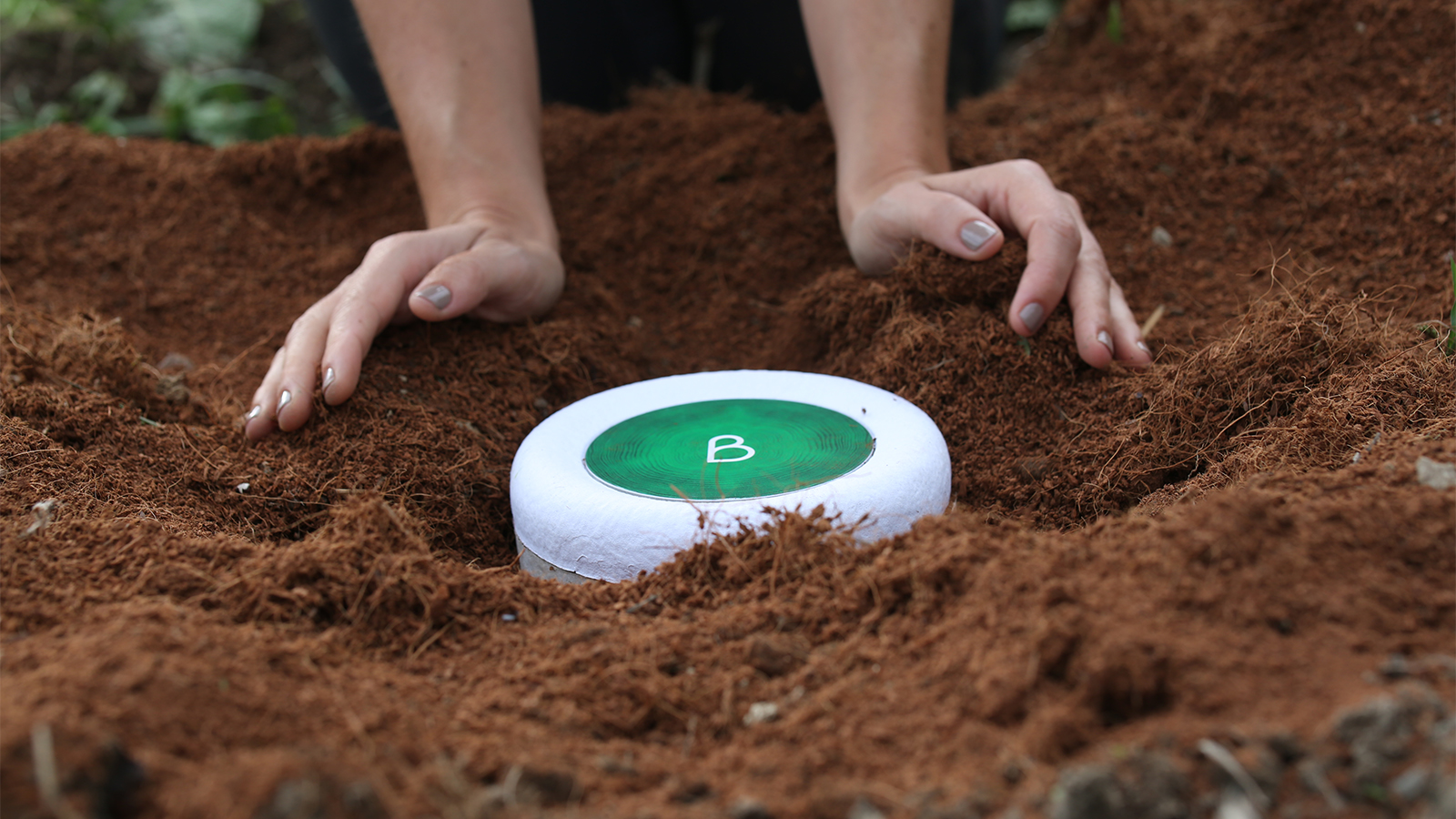 Flip Your Cherished One Into a Tree With Bios Urn