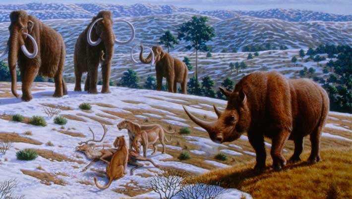 Climate Alternate Drove Woolly Rhinoceros to Extinction: DNA Gaze