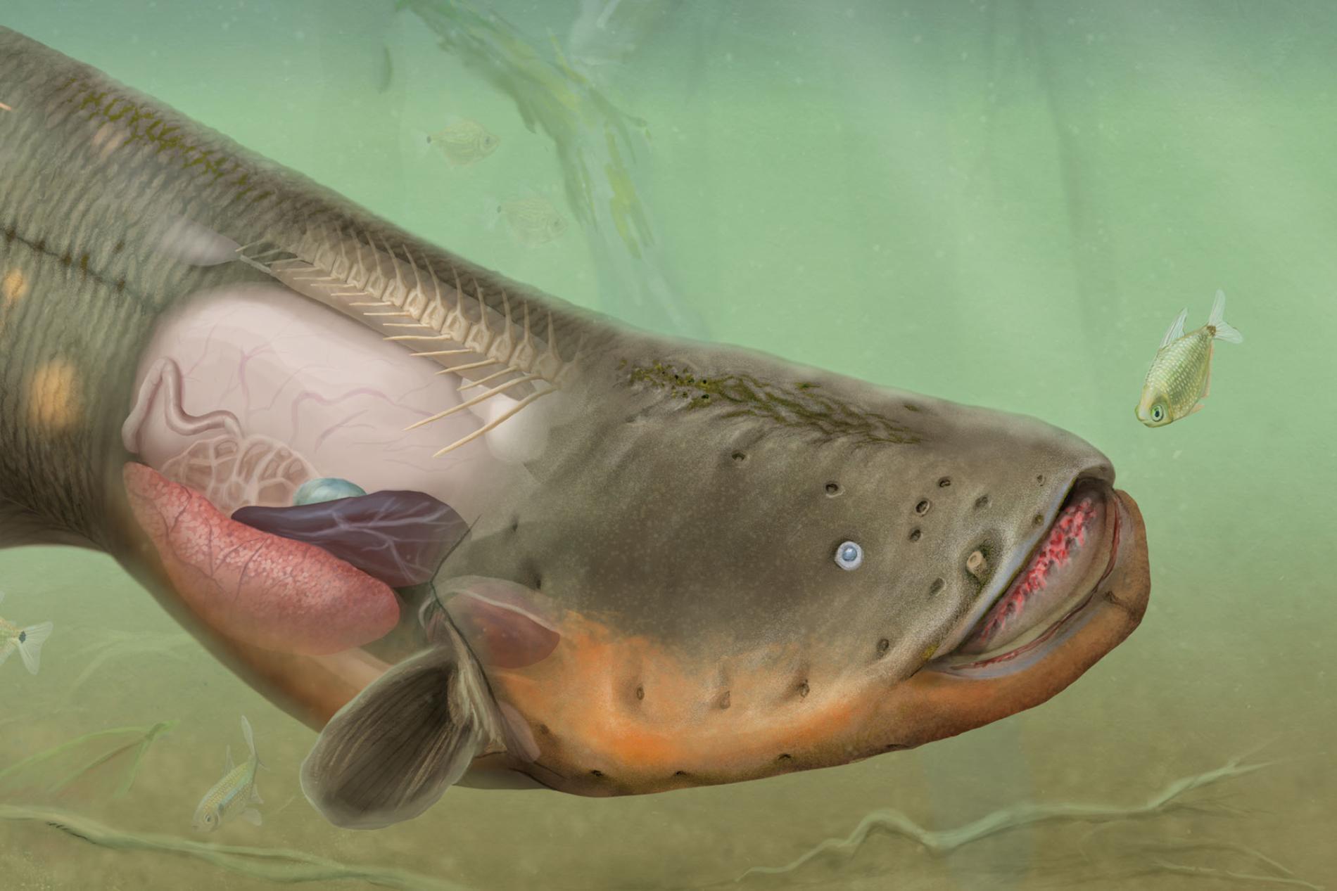 How Electric Eels Zap Their Prey, Visualized