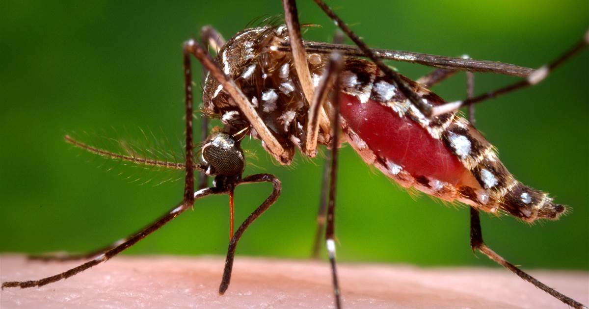 How this mosquito, one in every of nature’s finest killers, evolved its taste for human blood