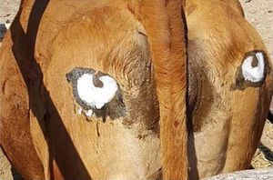 Scientists paint eyes on cow butts (for the animals’ beget actual, in actuality)