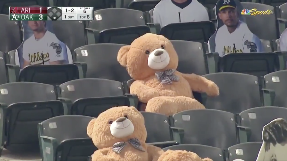 Extensive teddy endure slammed with rotten ball at baseball game, bounces back with a smile