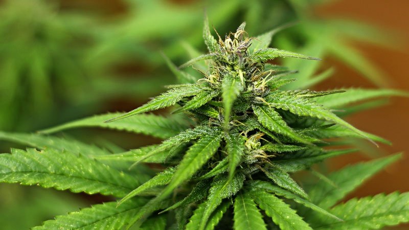 FDA Approves Clinical Trials for Cannabinoid Drug to Treat ARDS