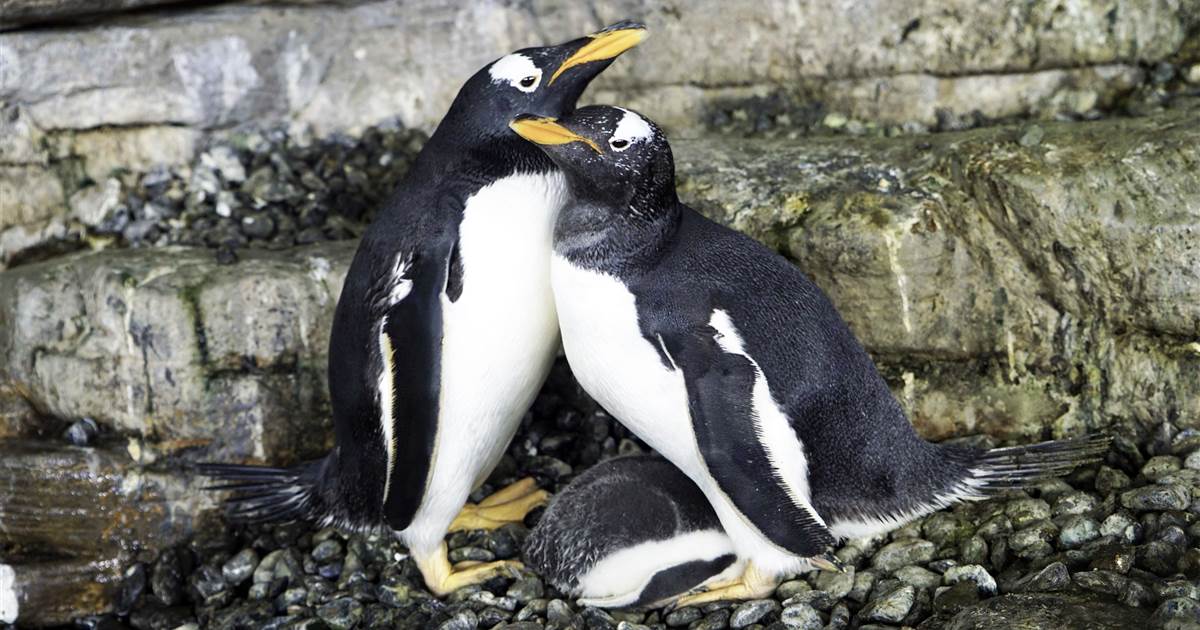 Lesbian penguin ‘tall moms’ welcome chick at Spanish aquarium