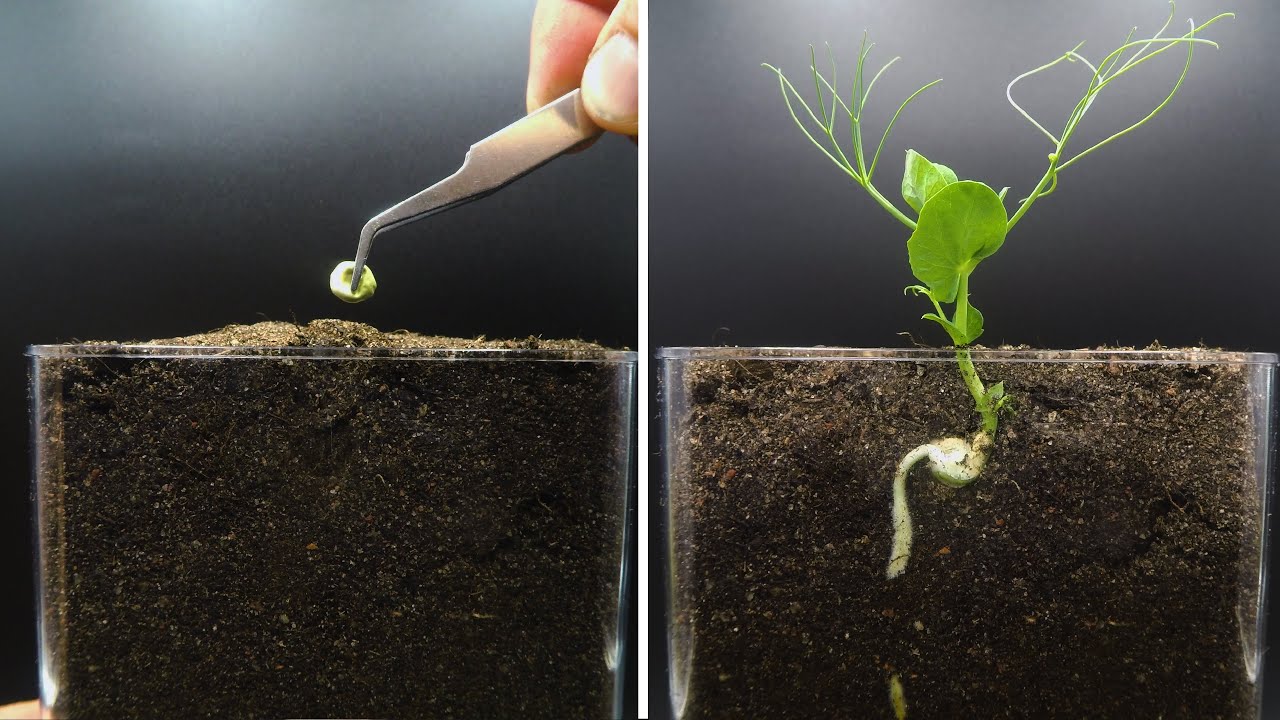 Time-lapse of a growing pea in a peep-thru container