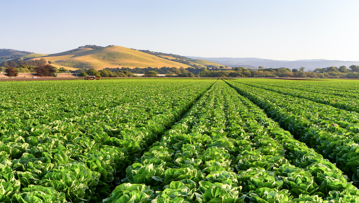 Tougher security provisions added to leafy greens agreements in key states