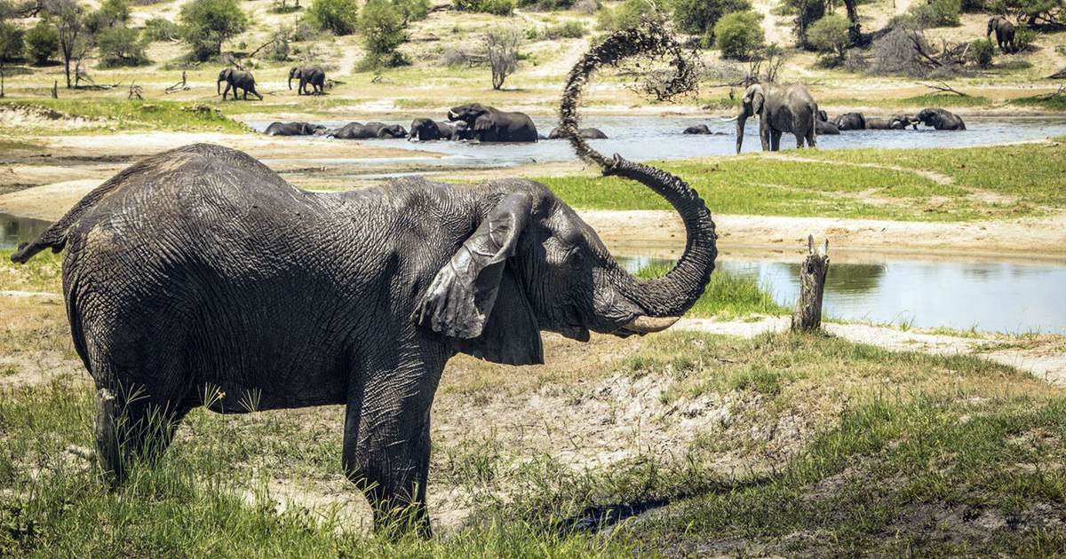As soon as seen as loners, male elephants proven to use elders